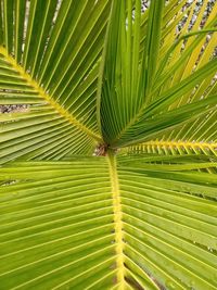 Full frame shot of palm tree leaves