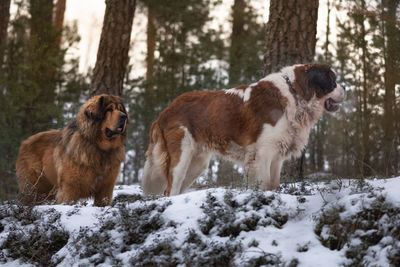 Two giant breed dogs posing in winter forest