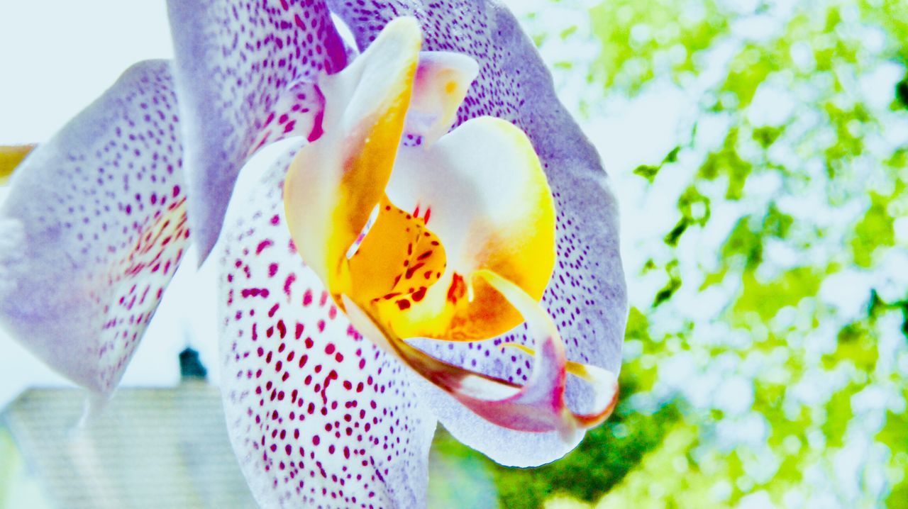 CLOSE-UP OF PURPLE FLOWER