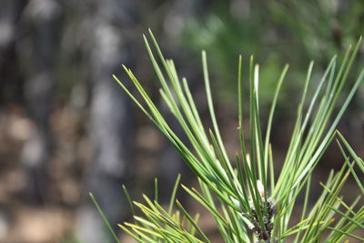 Close-up of fresh green plant