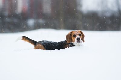 Dog on snow covered land