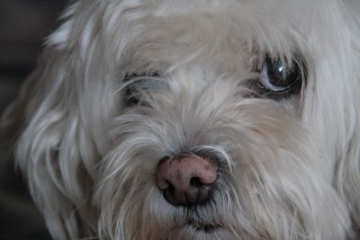 Close-up portrait of dog