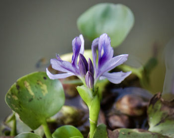 Close-up of purple flower