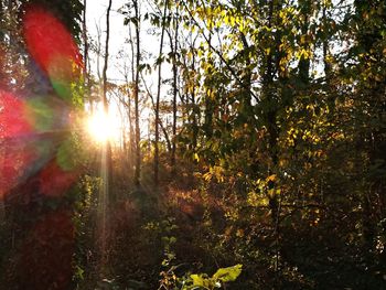 Sun shining through trees in forest