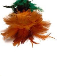 Close-up of feather against white background