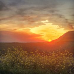 Scenic view of field against sky at sunset