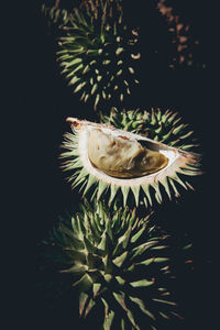Close-up of durians