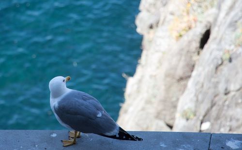 Close-up of seagull perching on retaining wall