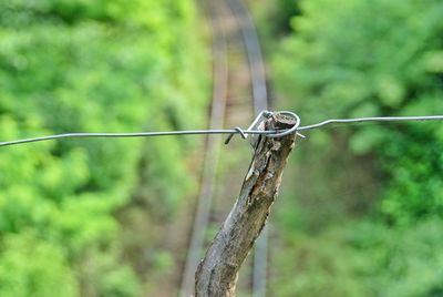 Close-up of barbed wire