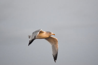 Low angle view of seagull flying