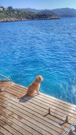 Dog on swimming pool by lake