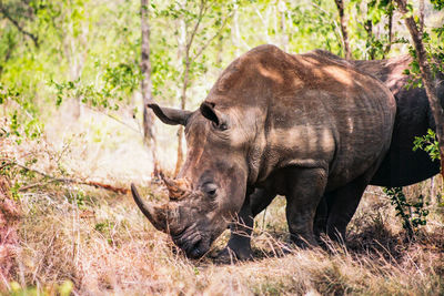 Side view of rhinoceros on field