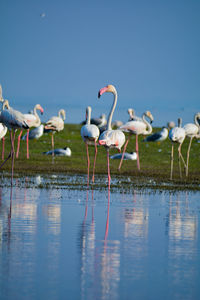 Flock of birds in lake