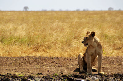 Lioness sitting in front, kenya, africa