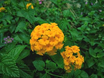 Close-up of yellow flowers blooming outdoors