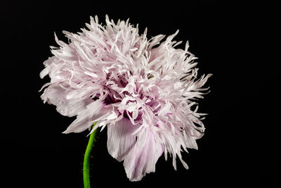 Close-up of white flower against black background