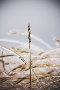 Close-up of plants