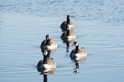 Ducks swimming in lake