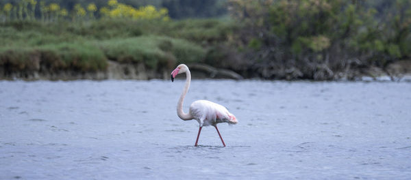 View of a bird on a land