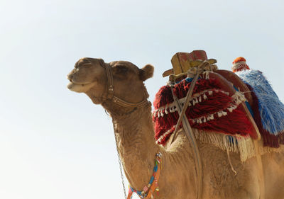 Low angle view of camel against clear sky