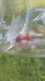 Close-up of insect on plant