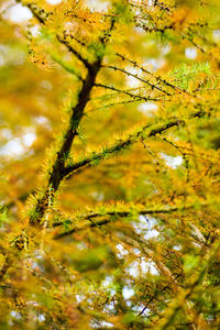 Close-up of plants against trees