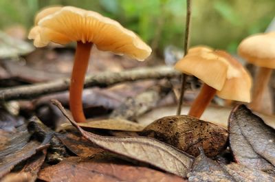 Close-up of mushroom growing on field