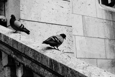 Pigeons perching on retaining wall