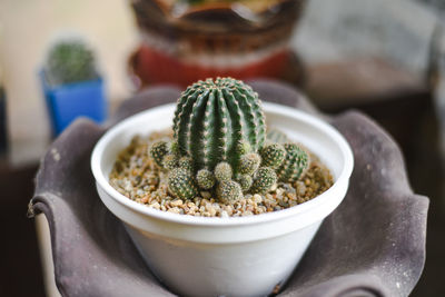 Close-up of cactus plant on table