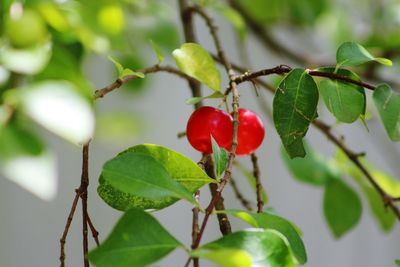 Close-up of red berries growing on tree