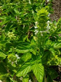 Close-up of fresh green plants