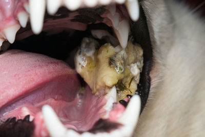 This dog had a piece of bone stuck on his teeth and cannot eat or drink
