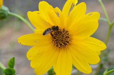 Close-up of bee on yellow flower