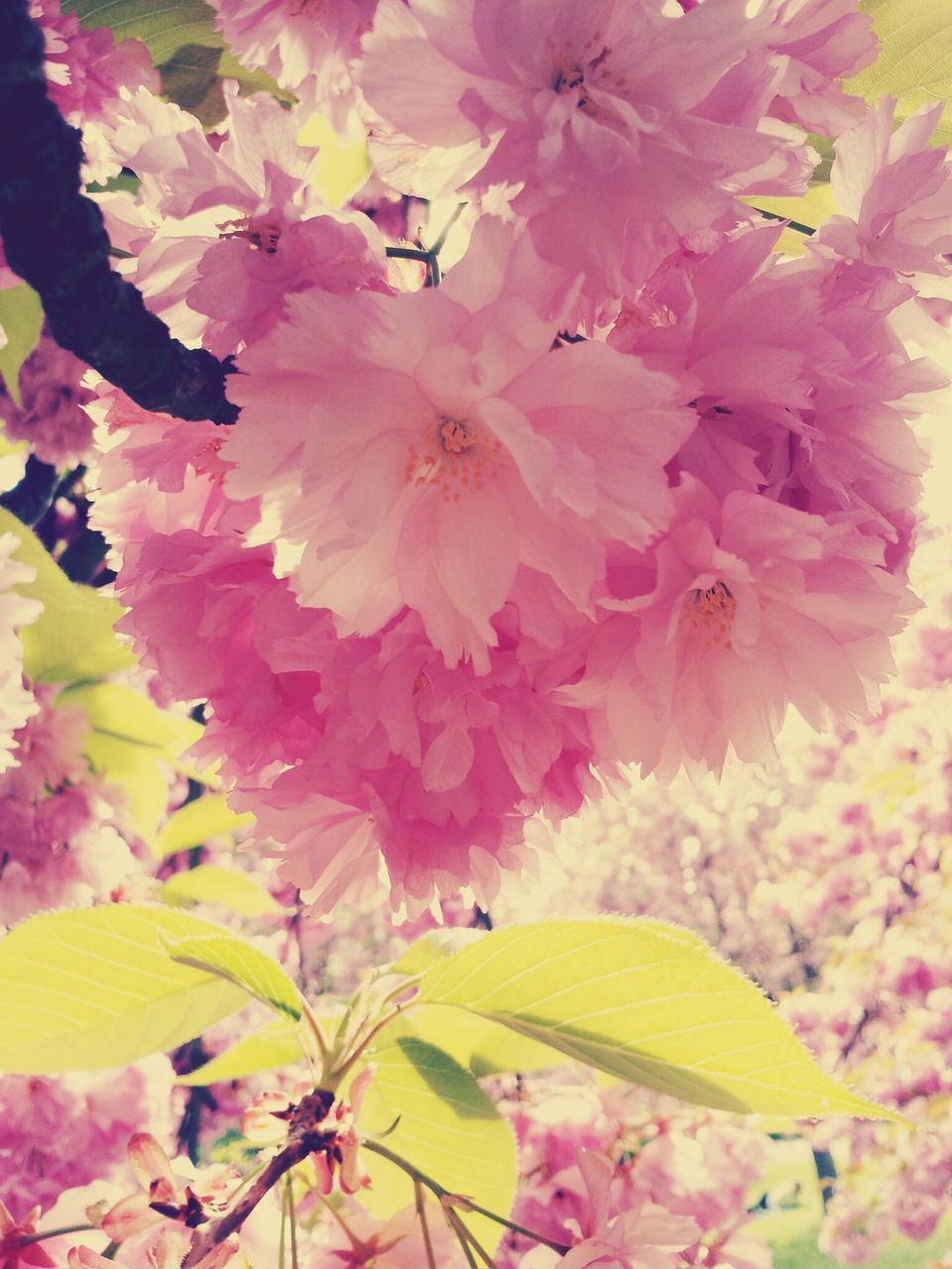 flower, freshness, pink color, fragility, growth, beauty in nature, petal, nature, branch, blossom, close-up, flower head, blooming, in bloom, low angle view, pink, springtime, outdoors, tree, botany