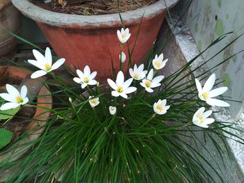 Close-up of white flowering plants