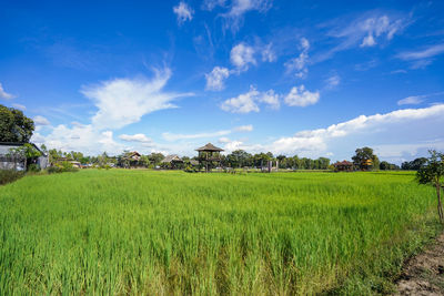 Scenic view of agricultural field against sky