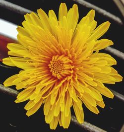 Close-up of yellow flowering plant