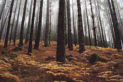 Low angle view of trees in forest