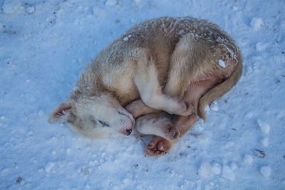 High angle view of cat sleeping on floor