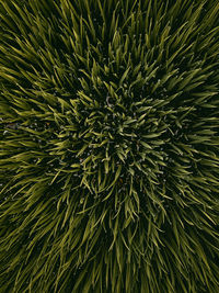 Full frame shot of plant
