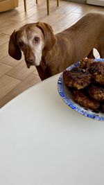 High angle view of dog on table