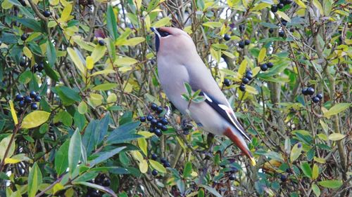 Close-up of bird perching on tree