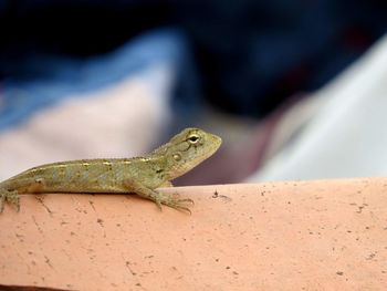 Close-up of lizard on wall