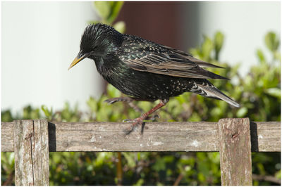 Close-up of bird perching on wooden post