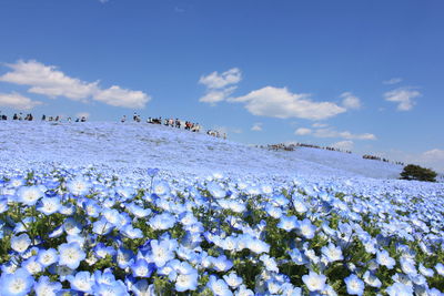 Scenic view of white flowers on field against sky