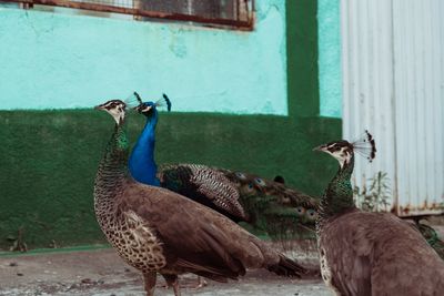 View of peacock