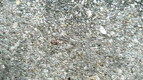 Full frame shot of lizard on beach