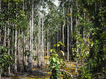 View of bamboo trees in forest