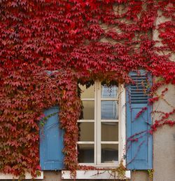 Red ivy on wall of building
