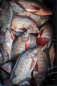 High angle view of tilapia fish for sale at fish market
